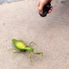 EBOYU RC Praying Mantis IR Remote Control Animal Toy Fake Car Vehicle Electric for Kids Birthday Christmas Gfits 5
