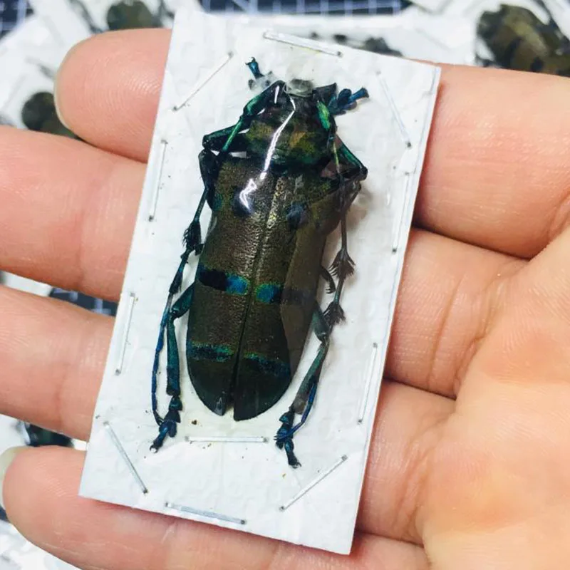 Insect Specimen Real Beetle Cognition Animal Optional Spade Beetle Teaching Research Education Photography Props Protozoa 