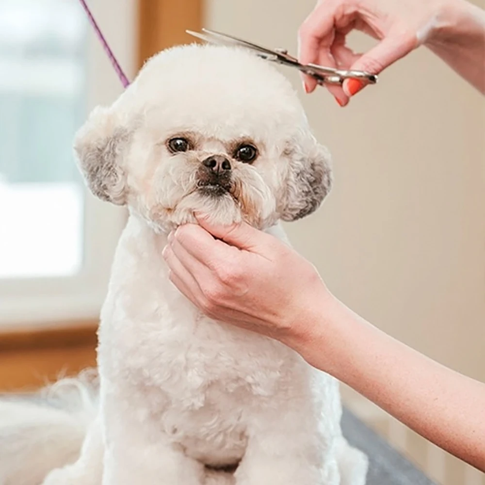 Hd24c6562208244d6a0fa7dc84b4e6a7a5.jpg?width=1000&height=1000&hash=2000