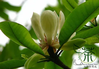 

Magnolia Officinalis Houpu Magnolia Magnolia-bark Hou-Po