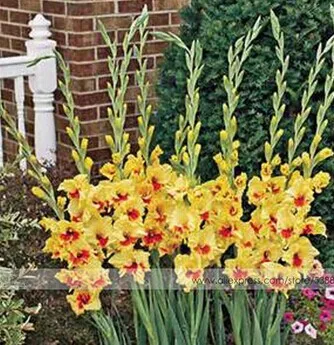 200 шт Gladiolus бонсай, Gladiolus цветник, 95% Проращивание, сделай сам Аэробные горшечные растения, редкий меч Лилия Флорес - Цвет: 9