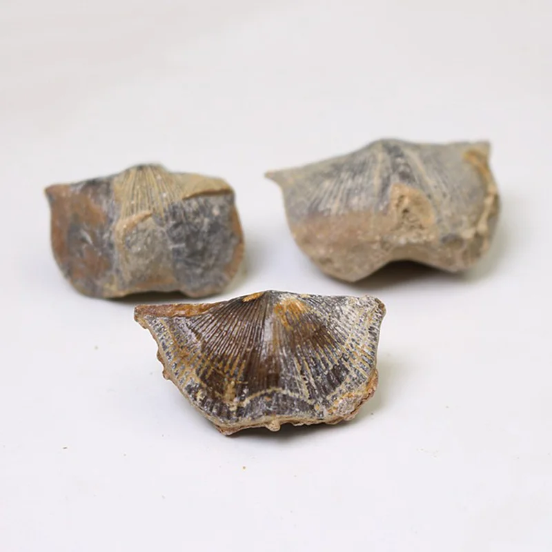Неправильной формы природные Spirifer Fossil образцы минерального исцеления коллекционные DIY каменные Ремесла