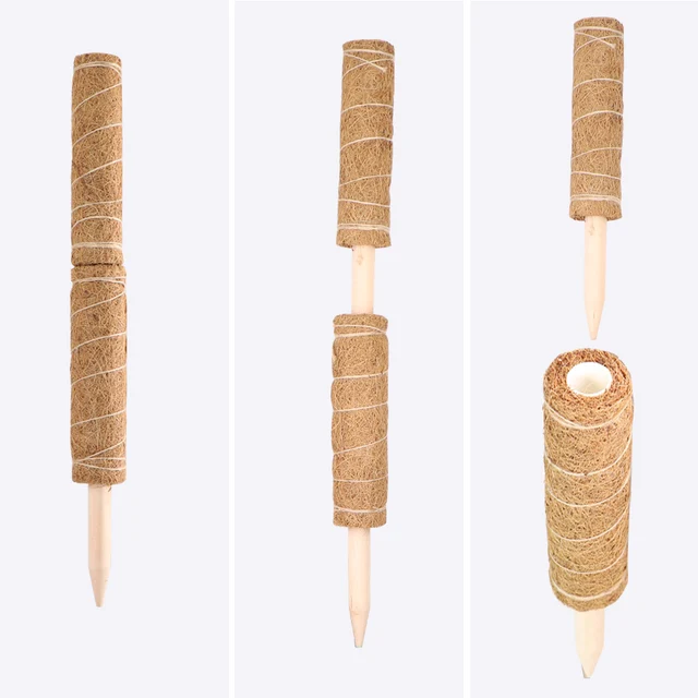 1 Darab 30-50 Cm-Es Mohás Botkókuszpálca Pálma A Beltéri Kerti Növényi Szőlőhászlóhoz - Image 2