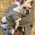 Pup Paws Store