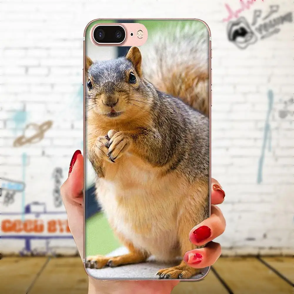 as picture Для Apple iPhone 11 Pro X XS Max XR 4 4s 5 5C 5S SE 6 6S 7 8 Plus прозрачные чехлы из термопластичного полиуретана белка арахис мышь - Цвет: as picture