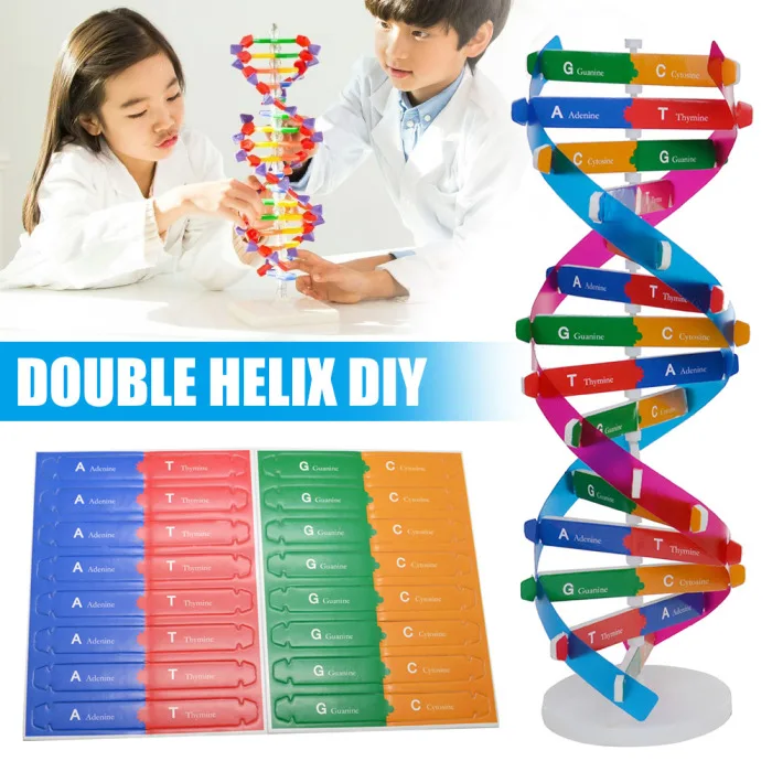 DIY DNA модель научный биологический эксперимент для детей DIY сборка обучающая игрушка NSV775