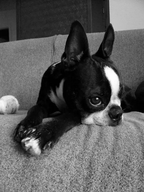 Вышивка сделай сам 5D алмазная живопись вышивка крестиком Boston Terrier 3D картина с
