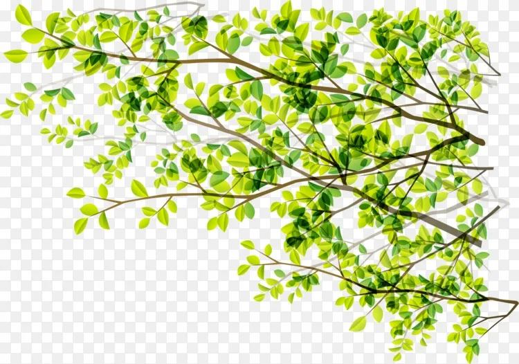 乔木绿枝阳光 绿色植物数量png图片素材免费下载 图片编号 Png素材网