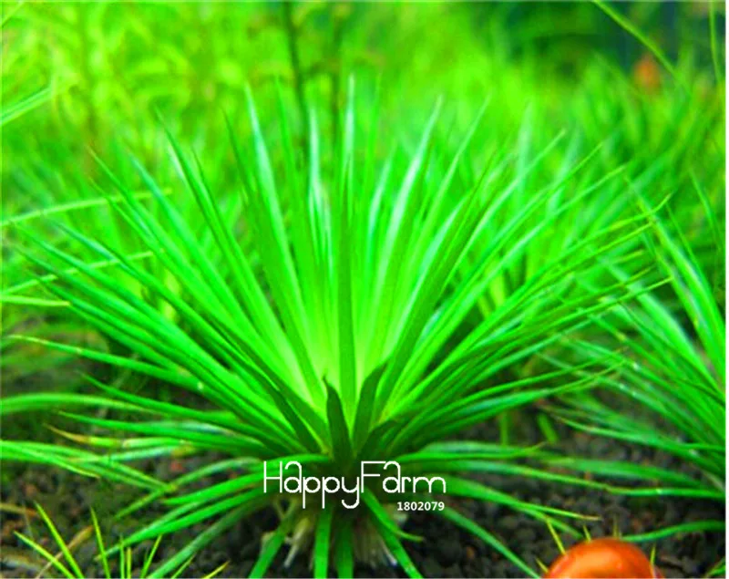 Новое поступление! садовое растение 100 шт мешок Limnophila sessiliflora мох водные растения Флорес, аквариум трава плантас бонсай,# TU4PEL