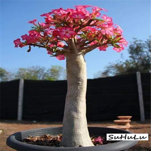5 шт.,, настоящая пустынная Роза, экзотические растения Adenium Obesum, цветы, бонсай, растения для очистки воздуха, для дома, сада, цветы в горшках - Цвет: 14