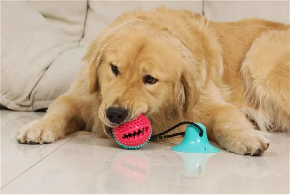 

Dog Toy Molars Tooth Cleaning Suction Cups Dog Toy Leaker Bite Ball Dog Toothbrush Dog Chew Toys Small Dog Toys Funny Dog Toy