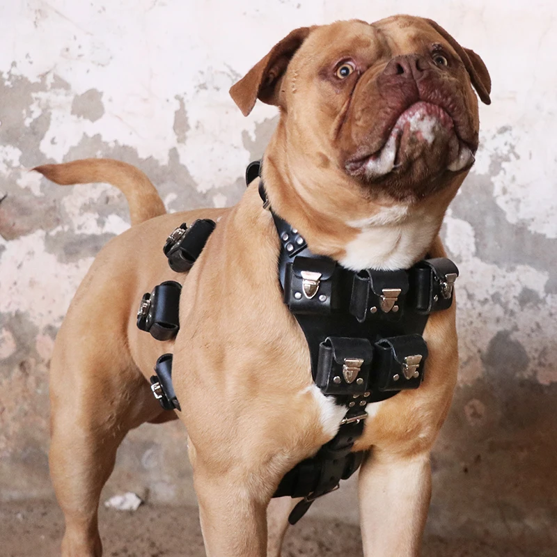 French Bulldog Leather Harness Black
