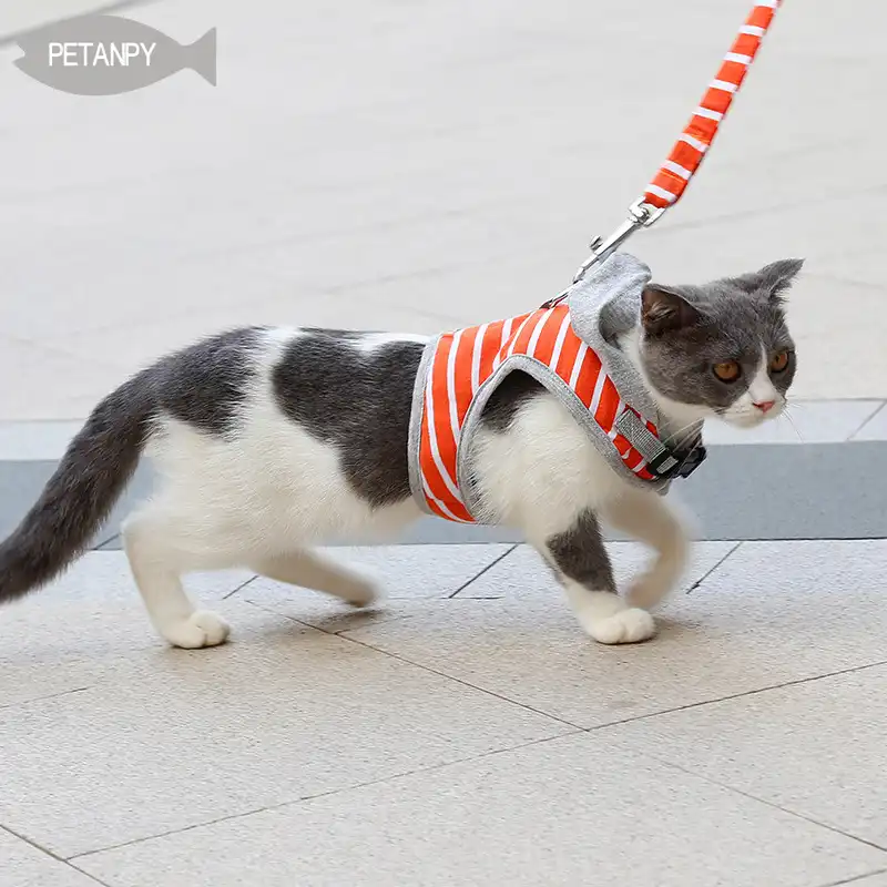 extra small cat harness