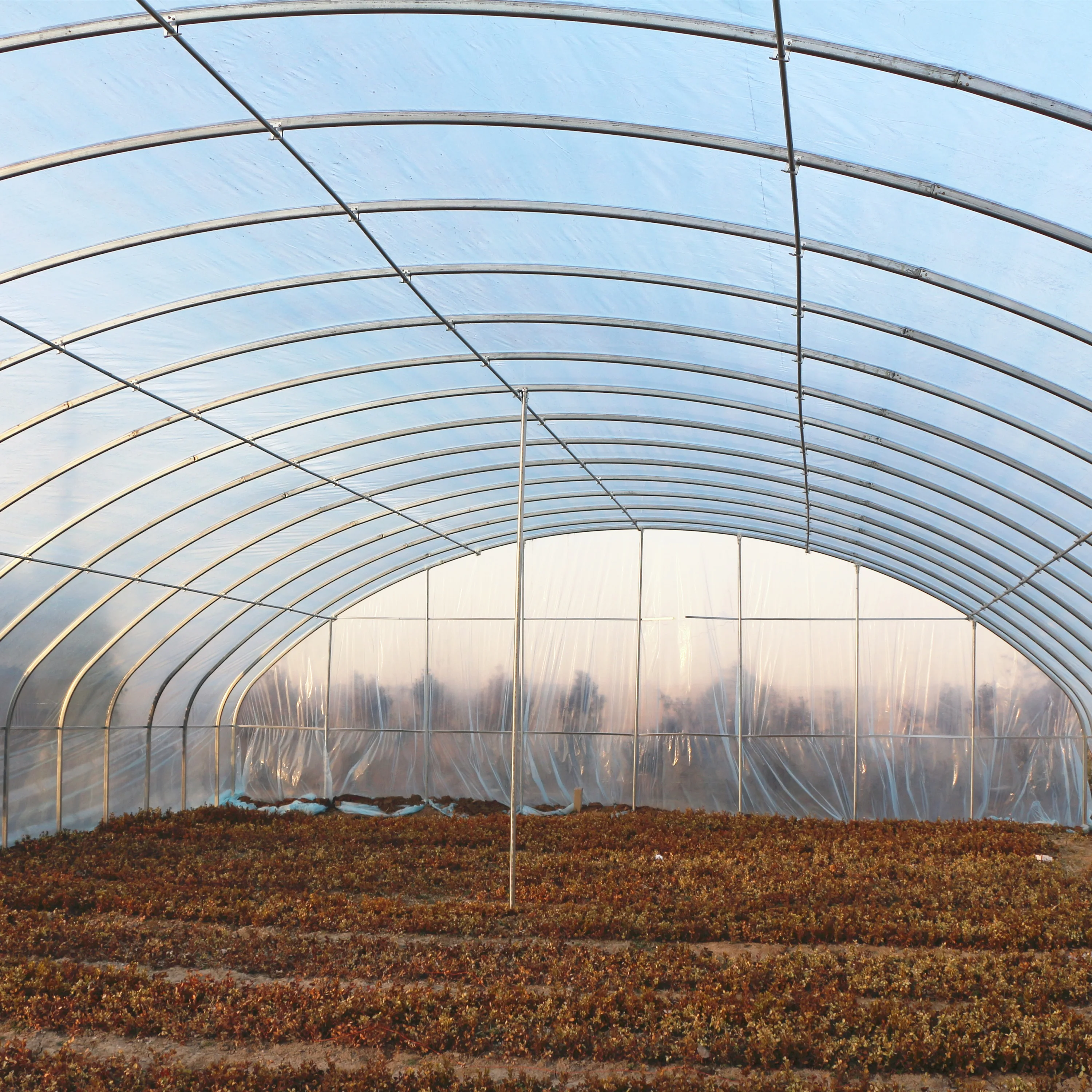 8Mx50M-Hot dip galvanized structure Greenhouse for planting cucumber and tomato in outdoor garden