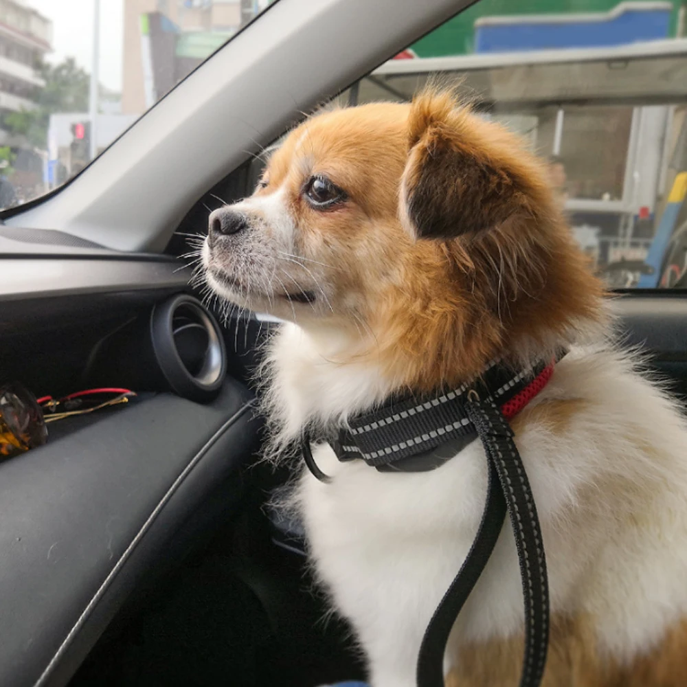 Поводок для собак нейлоновый светоотражающий для щенка кота автоматический телескопический канат для собак кошек 2 в 1 ошейники для собак и кошек с выдвижным