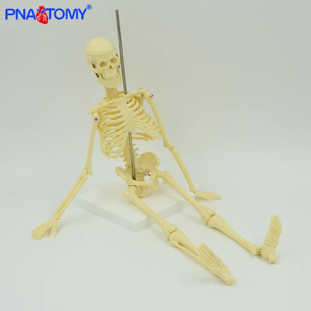 45cm 분리 가능한 인간 해골 모형 이동할 수있는 팔 및 다리 의학 선물 교육 장비 아이들 연구 몸 지시