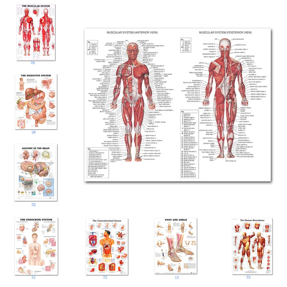 Muscular System Posters Silk Cloth Anatomy Chart Human Body School Medical Science Educational Supplies Home Decoration | Дом и сад
