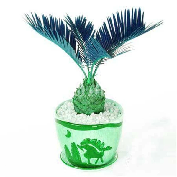 50 шт. Япония красочные Cycas Крытый Drawf бонсай в горшках открытый саго пальмовое цветочное растение для домашний садовый горшок Декор легко вырасти