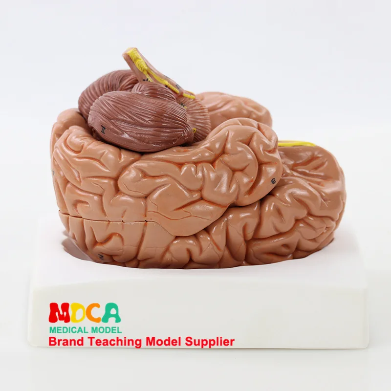 

Human Body Split 8-Parts 1: 1 Brain Assembled Brain Artery Anatomy Human Brain Model Medicine Teaching Mdn005