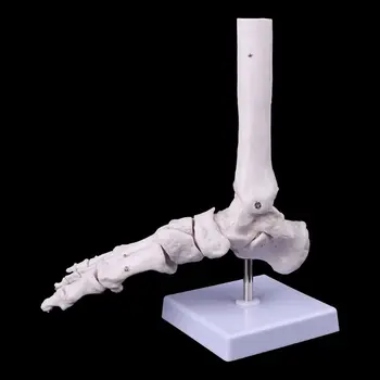 

Life size Foot Ankle Joint Anatomical Skeleton Model Display Study Tool 090F