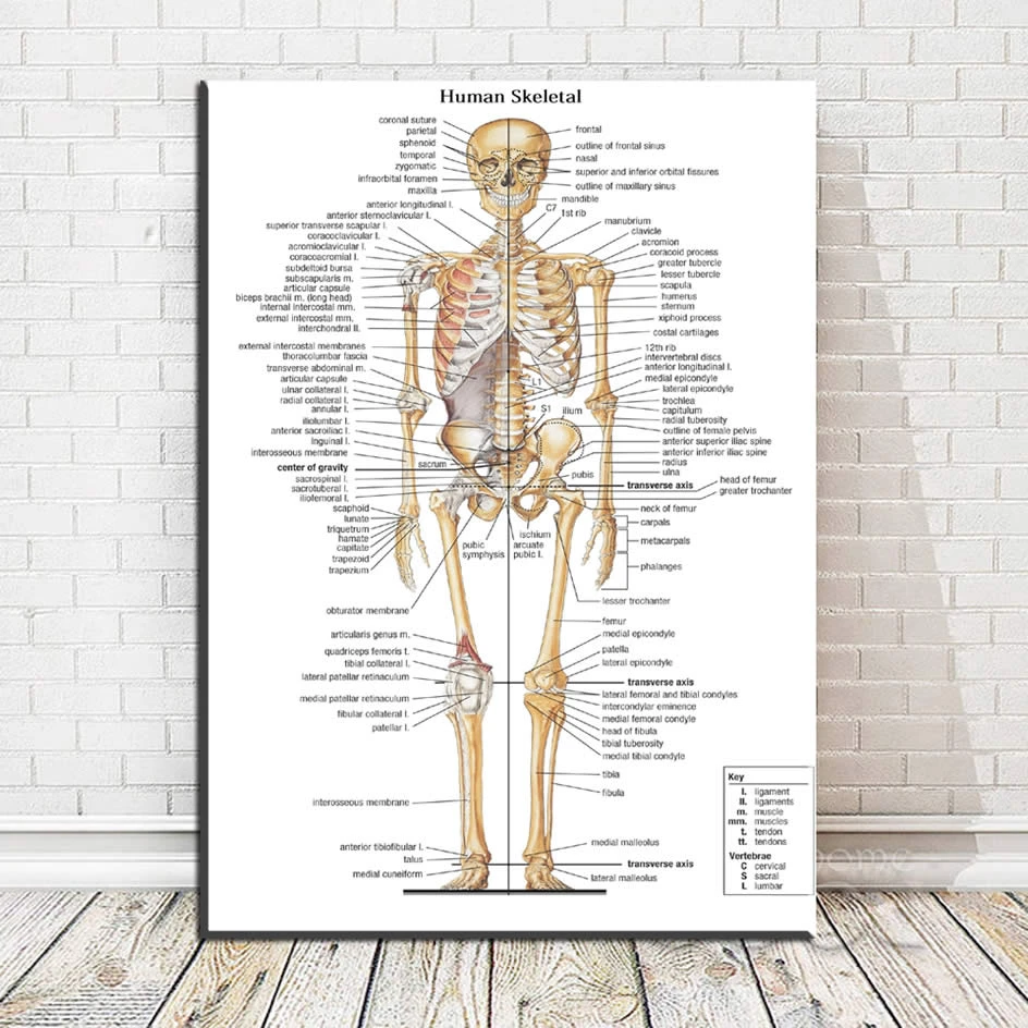 Kanvas Lukisan Dinding Gambar Seni Kerangka Manusia Anatomi Tulang Tubuh Cetak Poster Tubuh Peta Gambar Untuk Medis Educa Painting Calligraphy Aliexpress