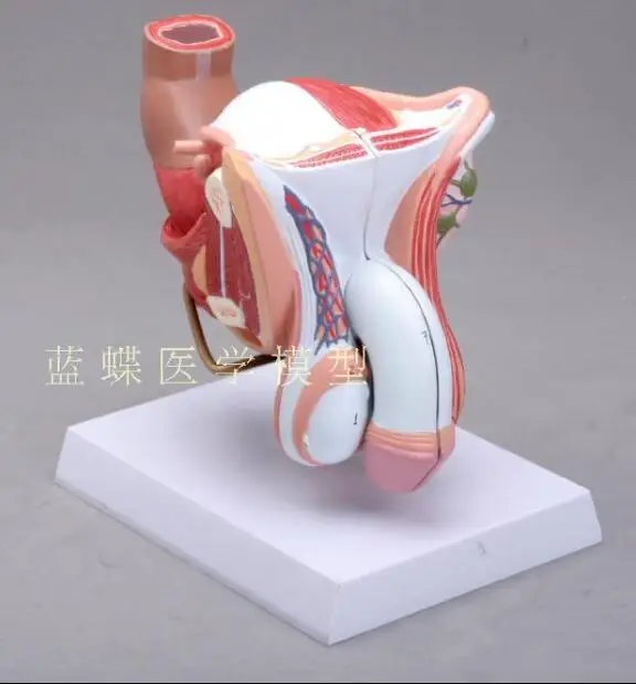 Модель модели женских и репродуктивных органов 4 части внутренней внешней