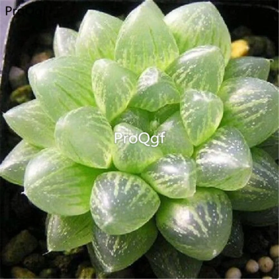 Ngryise 2 шт набор Haworthia cooperi snow