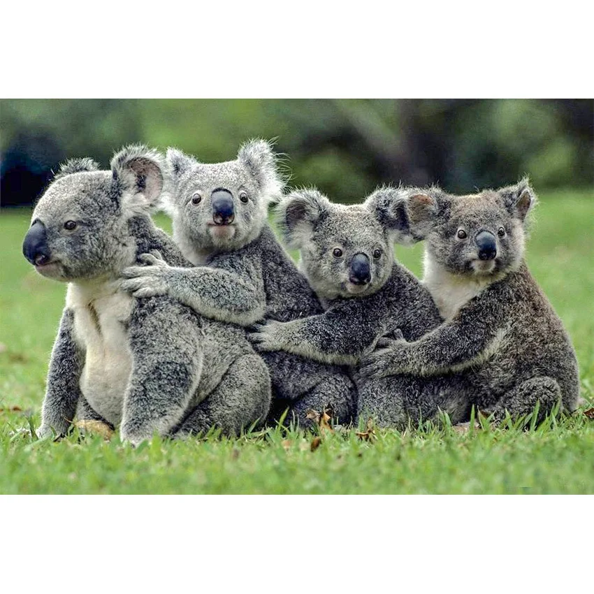 

DIY Diamond Painting 5D Koala New Style Resin Full of Crystals Manufacturers Direct Selling Recruitment Agent Large Amount Favor