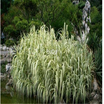 

Ngryise 2000Pcs A Set Arundo donax