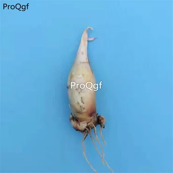 

Ngryise 3Pcs A Set Polianthes tuberosa Bulb
