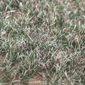 Bleak Autumn Grass
