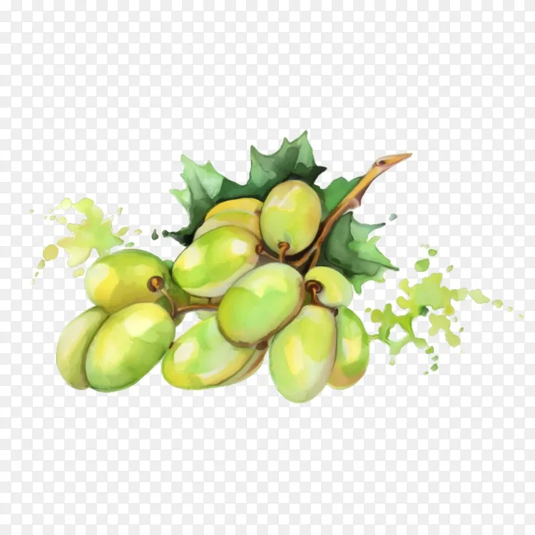 水彩画水果画 绿色芒果png图片素材免费下载 图片编号 Png素材网 水彩画水果画 绿色芒果png图片素材免费下载 图片编号 Png素材网