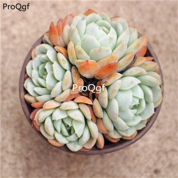 

Ngryise 1Pcs A Set mexico snow ball