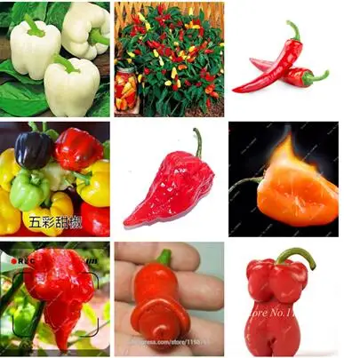 

Promotion Chichimeca Chilli Pepper bonsai, 100 Pcs/Pack, Decor Artificial planters