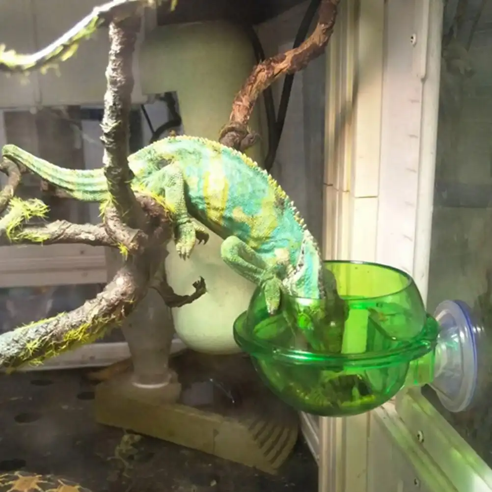chameleon feeder cup