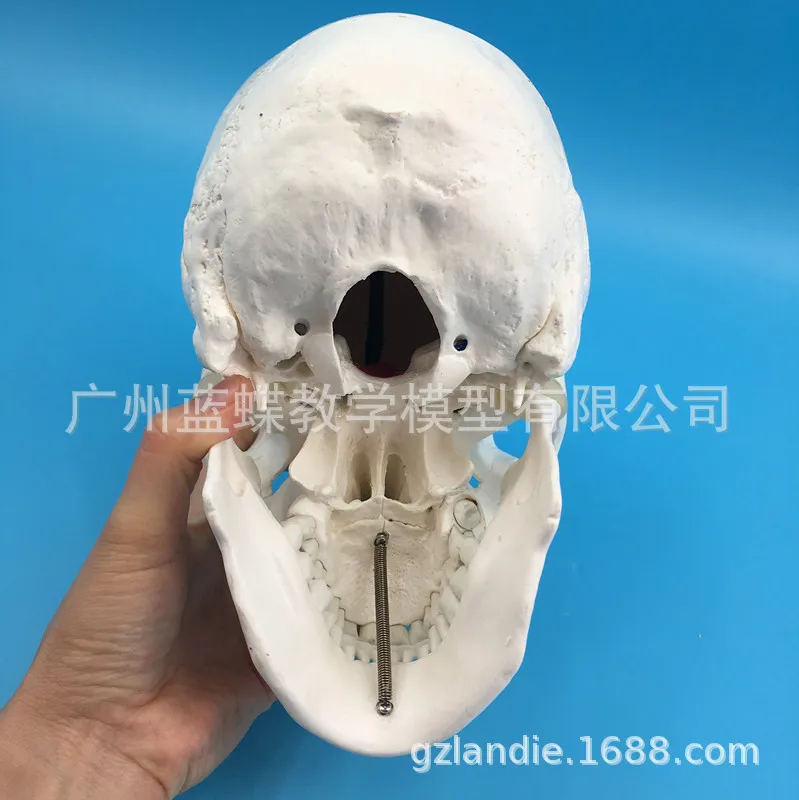 Teaching Model 1:1 Natural Big Head Skull Specimen Head Anatomy Model Skeleton Standard Skull Model