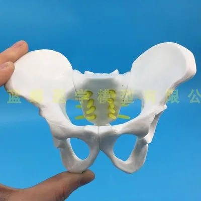 HIGH QUALITY  Small Female Pelvis model Childbirth Education pelvis human skeleton model free shipping