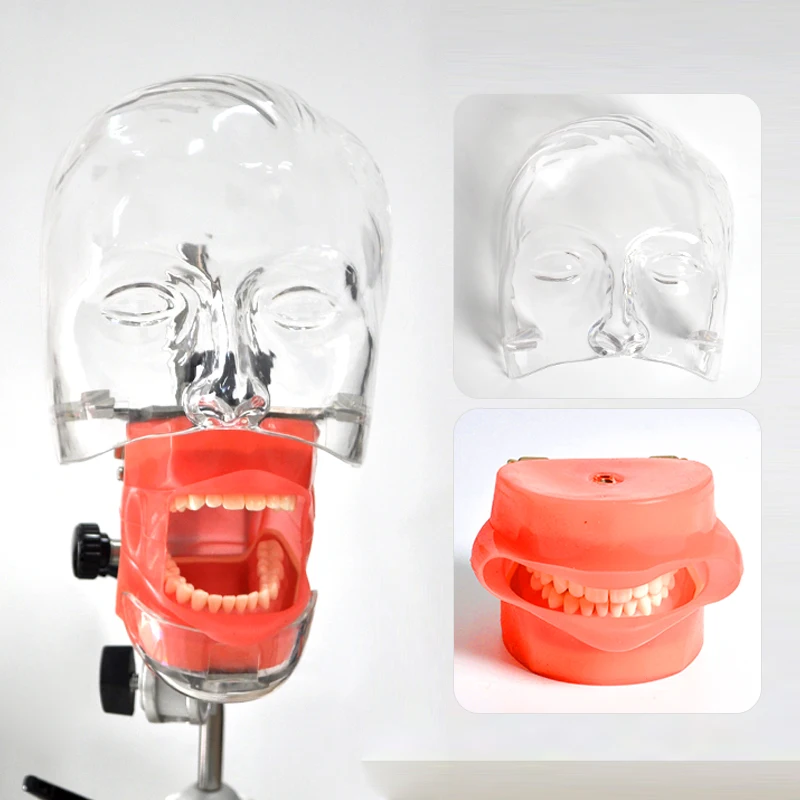 Модель головы стоматологический симулятор Ниссин манекен фантомная головка модель с новым стилем скамья крепление для обучения стоматолога