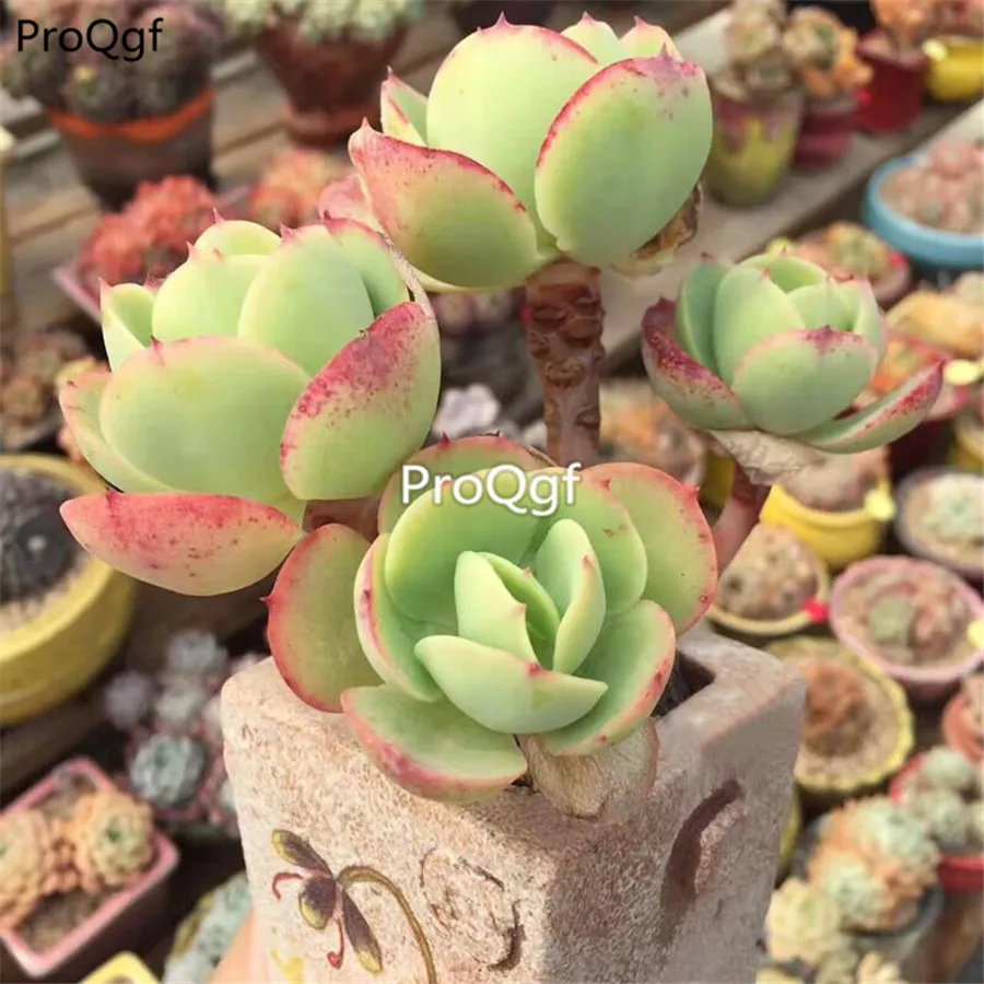 Ngryise 5Pcs A Set echeveria Peach Pride