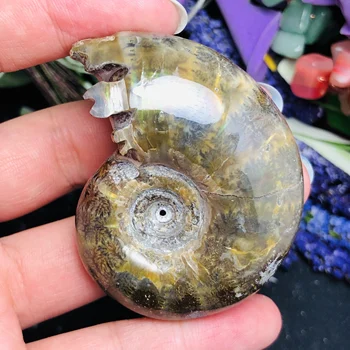 

Natural Polished "Goat Horn" Fossil Ammonite Conch Douvilleiceras Madagascar Mineral Specimen