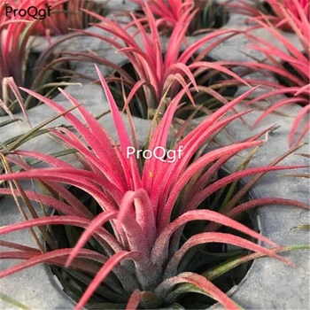 

Prodgf 3Pcs A Set red Tillandsia air fern