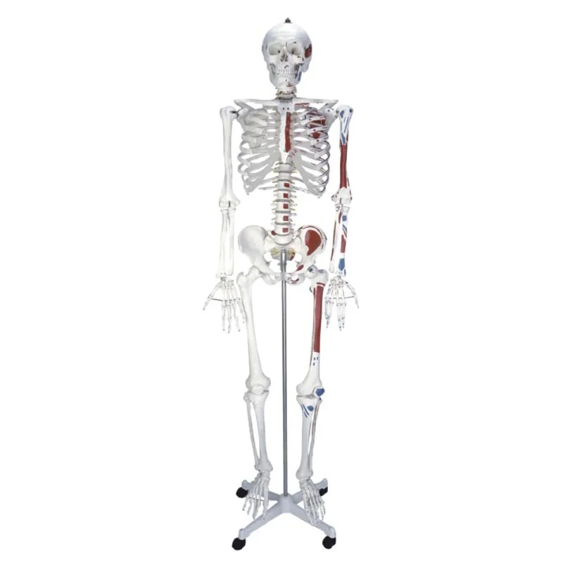 Human Skeleton with Half Muscle Coloring Model 170cm Anatomy Medical Supplies Humanbody | Канцтовары для офиса и дома