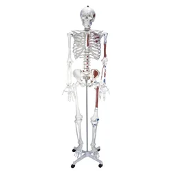 Esqueleto humano con coloración de medio músculo, modelo de anatomía de 170cm, suministros médicos, modelo de cuerpo humano, anatomía