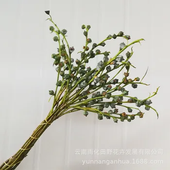 

Eucalyptus Dried Flower Fruit Preserved Fresh Flower Blue Eucalyptus Leaves Fruit Yunnan Plant Real Flowers INS Wind Dried Flowe