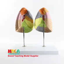 Анатомия человека, модель легких, цветная лента для легких, дыхательный отдел, медицина, обучающая модель органов Mfb002