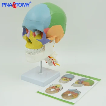 

Skull with colored bones cervical vertebra sculpture skeleton anatomy with nerves and blood vessel life size detachable medical