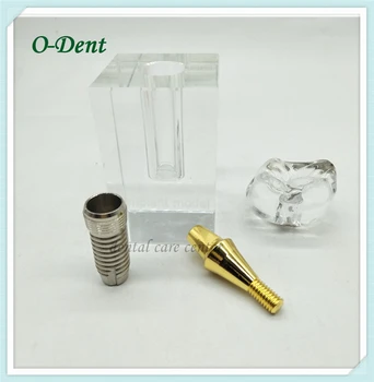 

Teeth Model Dental implant Teaching Study With Restoration Bridge Tooth Dentist Medical Science Dental Disease Teaching