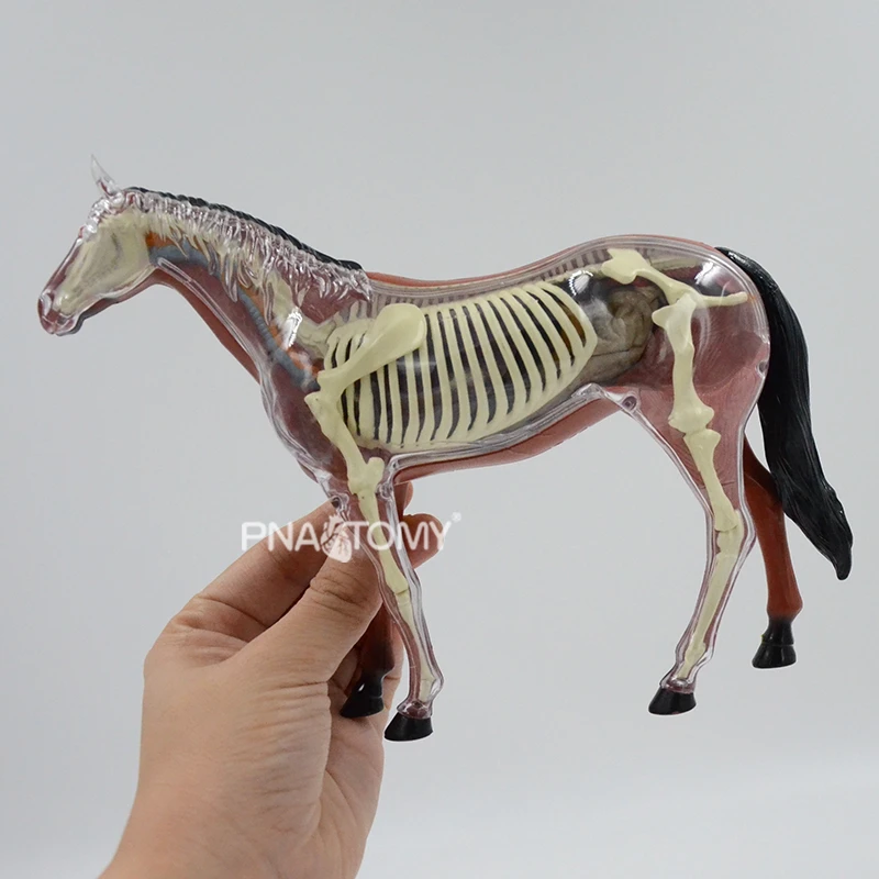 horse anatomy skeleton