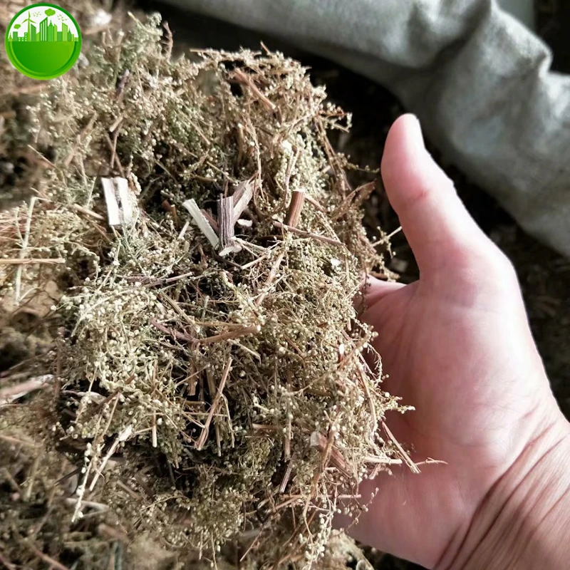 Artemisia Annua Artemisia Odora Dry Leaves Improve Kidney Function