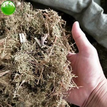 Artemisia Annua Artemisia Odora Dry Leaves Improve Kidney Function 4 Artemisia Annua Artemisia Odora Dry Leaves Improve Kidney Function